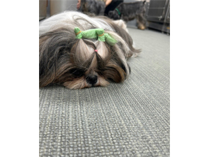 生徒が撮影したモデル犬♪ 